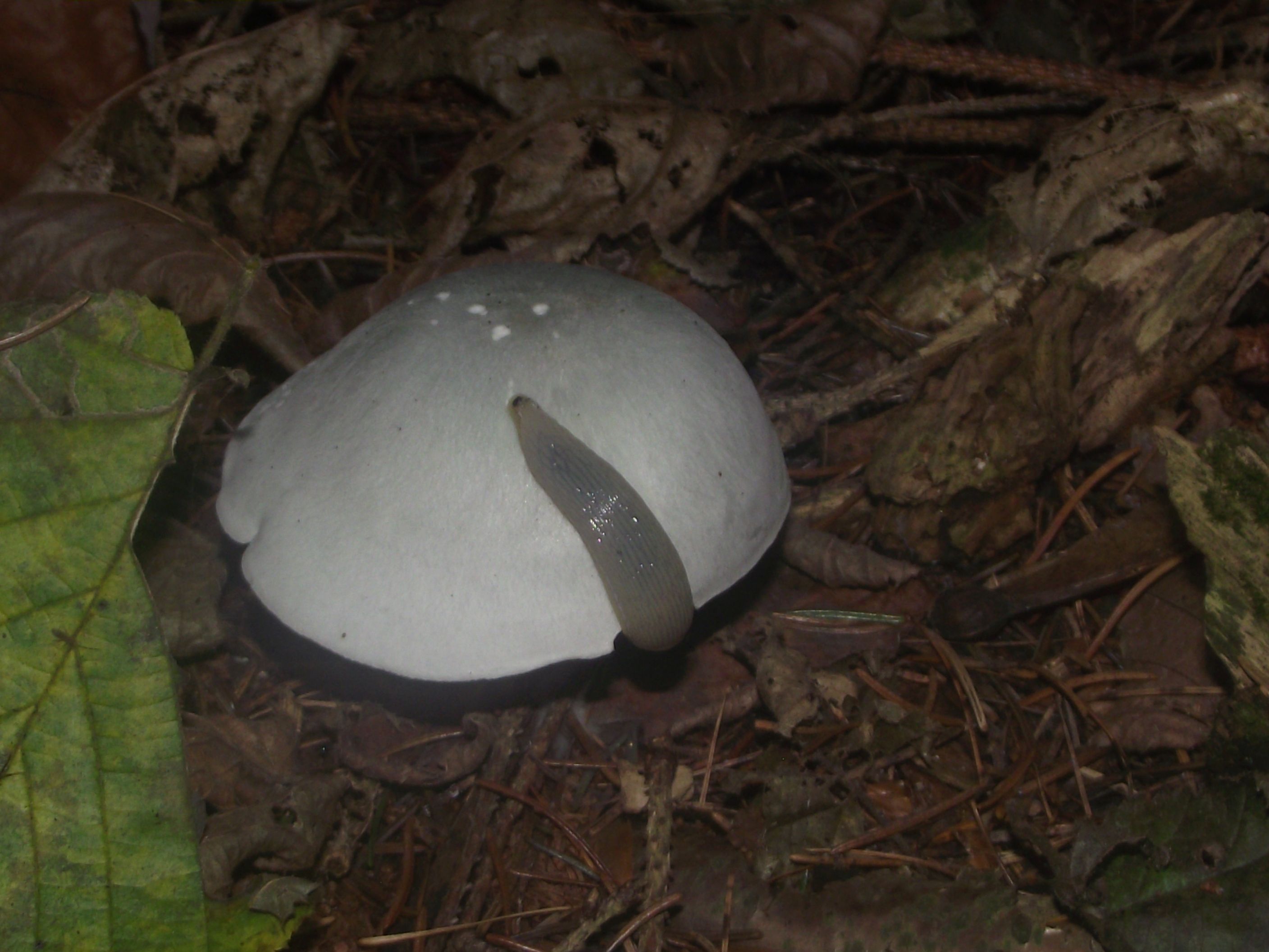 Grüner Anistrichterling